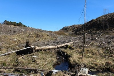 Photo 12x8 Felled Woodland at the Pulharrow Burn Caldons Wood  c2017