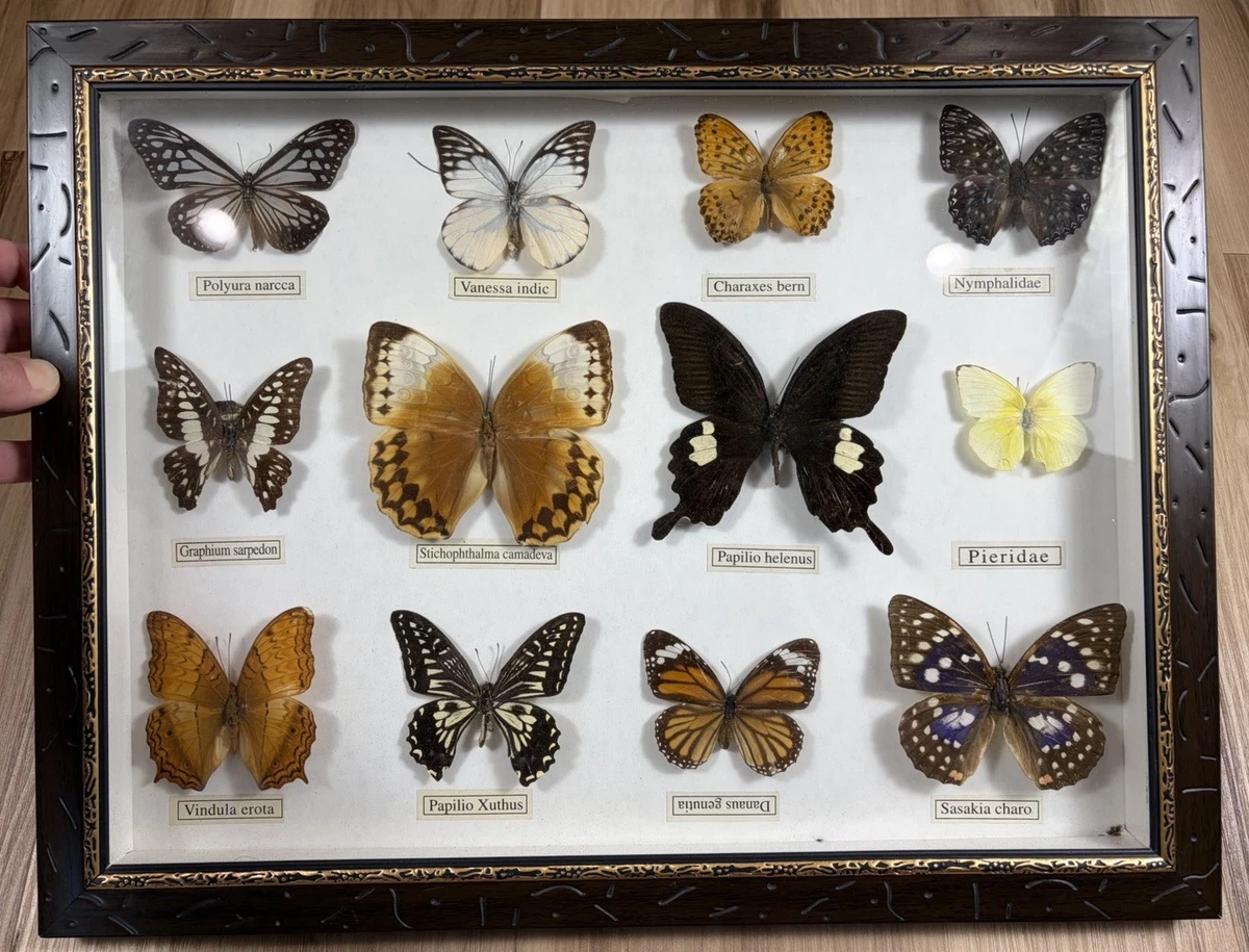Vintage Butterfly Taxidermy for sale | eBay