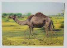 Running Camel Lenticular Postcard with Great Animation Motion New