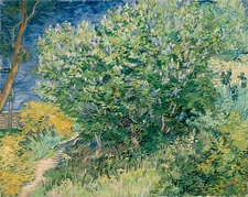 VINCENT VAN GOGH Art Poster or Canvas Print "Lilac Bush"