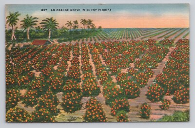 An Orange Grove in Sunny Florida Postcard