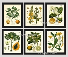 Fruit and Flowers Tropical Wall Art Set of 6 Beautiful Botanical Unframed