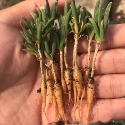10pcs 1 Year Succulent Cactus Plant Delosperma Bosseranum Home Garden Beautiful