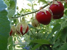 Litchi Tomato (Morelle de Balbais) - Solanum sisymbriifolium
