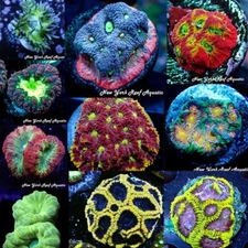 LPS/SPS Coral Supreme Pack 5 Frags Random - LIVE CORAL New York Reef Aquatic
