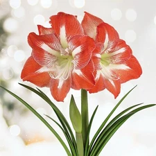 Garden State Bulb Minerva Amaryllis Flower Bulbs, 26/28cm, Holiday Blooms!