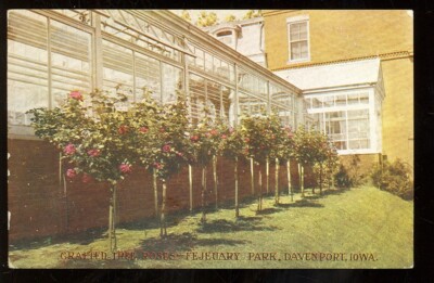 Davenport, Iowa, Grafted Tree Roses, Fejeuary Park (Daven IA 53