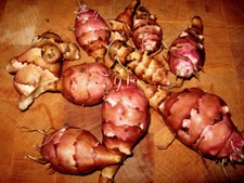 Collection- 3+3 -red+yellow-organic "Jerusalem Artichoke" --tubers-