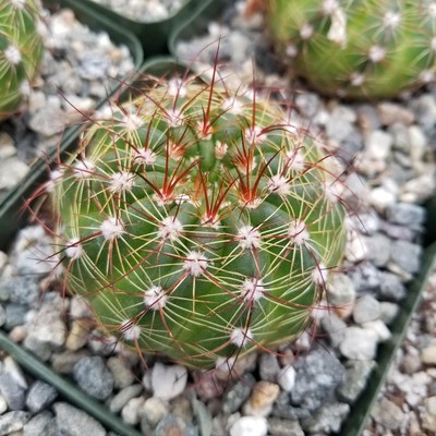 Notocactus Parodia Militaris - LIVE PLANT