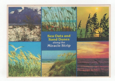 Sea Oats & Sand Dunes Along Miracle Strip Gulf of Mexico Postcard Unposted