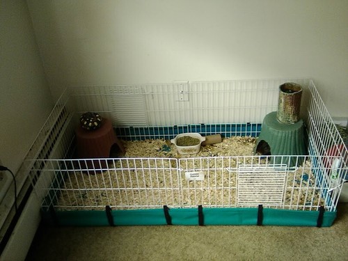 Mid-West Guinea Habitat Pig Cage 47\ L X 24\ W X 14\ H for sale - Main Image