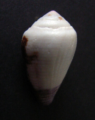 Conus Scabriusculus 30 mm - Afbeelding 1 van 7
