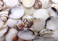 Speckled White Brown Black Clam Seashells approx. 1 cup 45+ shells 0.75+ inches