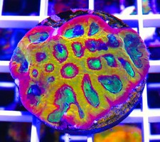 wysiwyg ultra ECR pandemic favia colony live coral