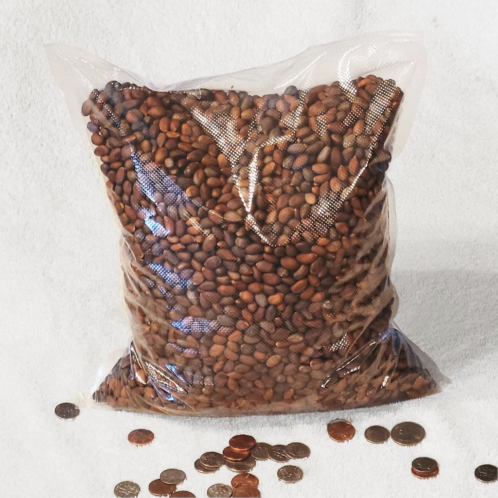 New Mexico Piñon Pine Nuts, 5lbs Raw Pinon | Navajo Nation, Zuni Mountains