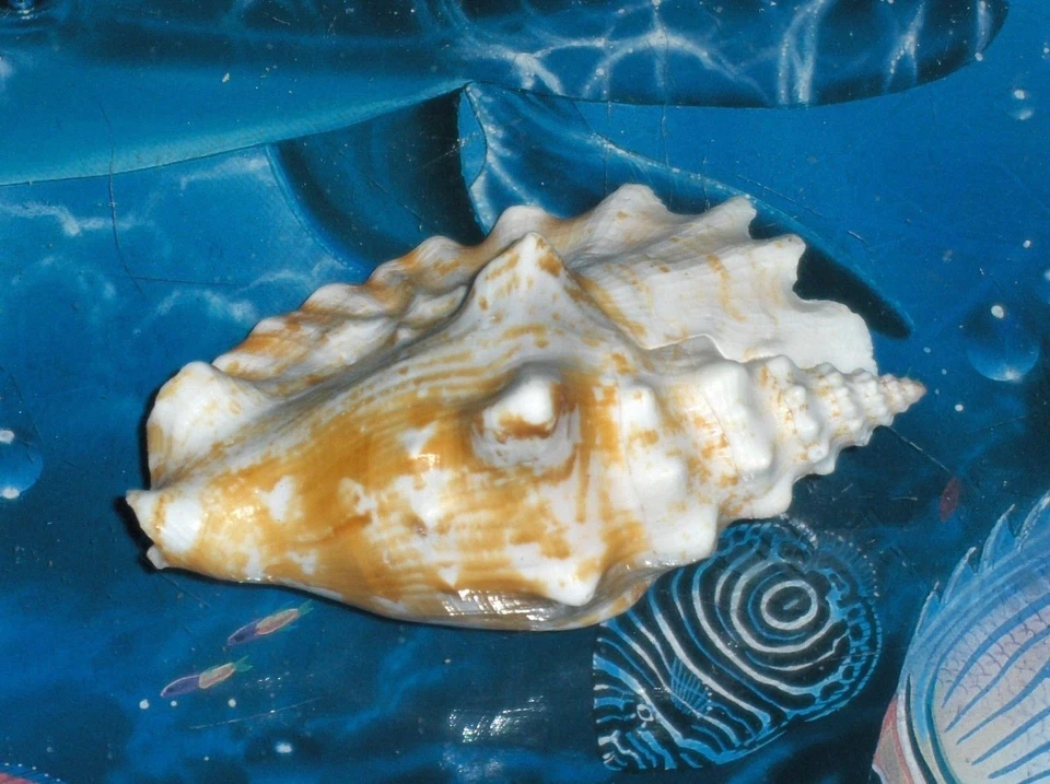 3-1/2 to 5" STROMBUS SINUATUS SEA SHELL BEACH DECOR AQUARIUM TROPICAL A4 - Image 2 of 4