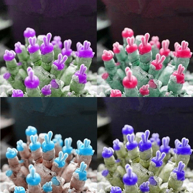 100Pcs Succulents Rabbit Bunny Shape Home Garden Monilaria Obconica Seeds Fine