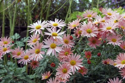 4 Starter Plants Dendranthema 'Hillside Pink Sheffield' -Gorgeous Long Blooming