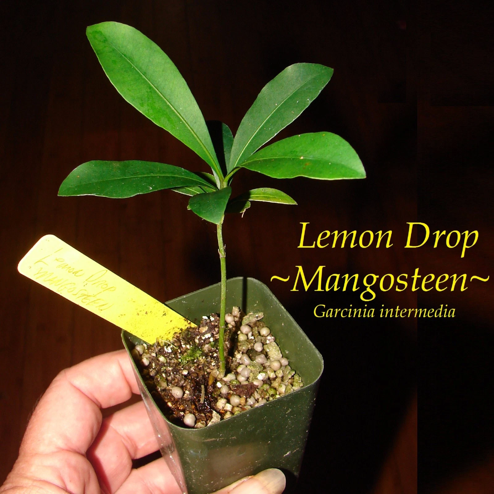 ~LEMON DROP MANGOSTEEN~ Garcinia intermedia YELLOW FRUIT Pot Starter Small Plant