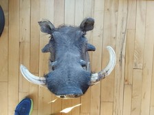 Vintage African Warthog Shoulder Taxidermy Mount