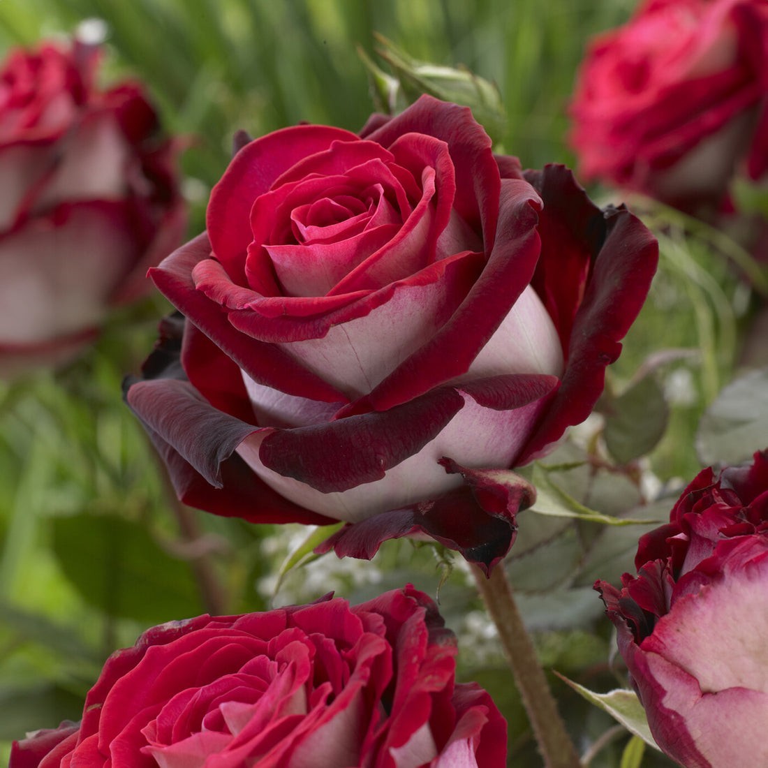Graines de rosier bicolore rare rouge blanc, plante d'ornement pour parterre