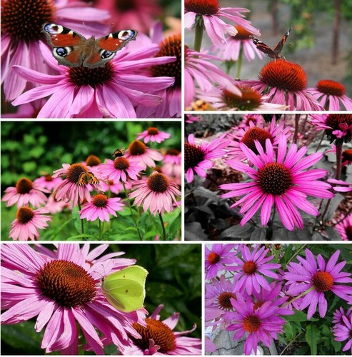 "roter" Sonnenhut Echinacea purpurea Rubeckia winterhart Heilpflanze 30