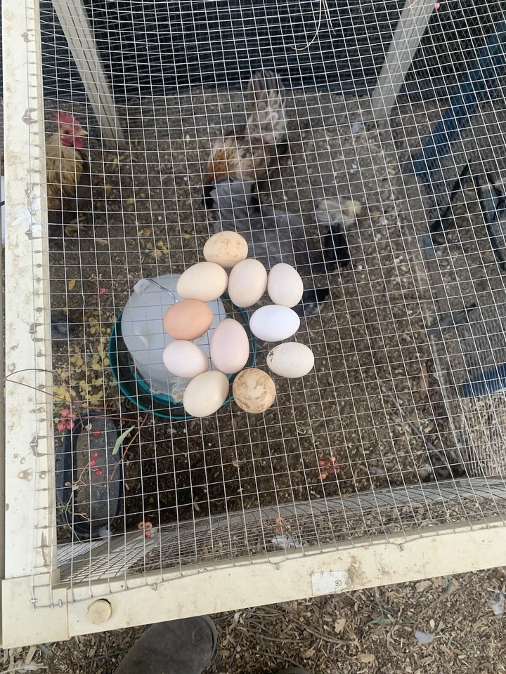 Huevos para incubar Serama 6+ Foto 4 de 4