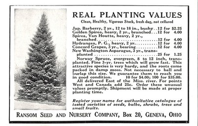 Ransom Seed & Nursery Co Norway Spruce Barberry Geneva OH Mag Print Ad