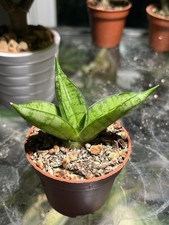Sansevieria Manja hybrid
