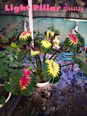 コロカシア ピンクラーバー　colocasia Light Pillar 5937.jpg?20241016090238