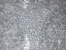 NEW VS high leg cotton thong Panty Size Small Leopard 