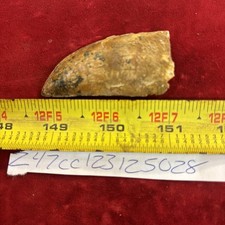 Rare Carcharodontosaurus Dinosaur Tooth T Rex Cousin 95 Mil Yrs Fossil 2 1/4”