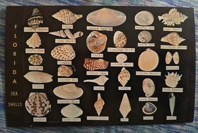 Vintage Postcard Florida Sea Shells FL 1970's Courtesy Dodson's Shell Shop (1B1)