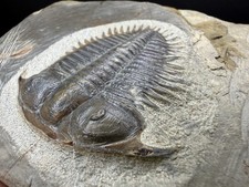 Authentic Damesella Trilobite Fossil Cambrian Age Ancient Arthropods - 1.8inch