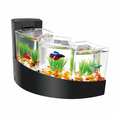small goldfish tank