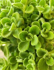 3 Pack - Vick's Plant - Plectranthus Tomentosa - Succulent Coleus - Swedish Ivy