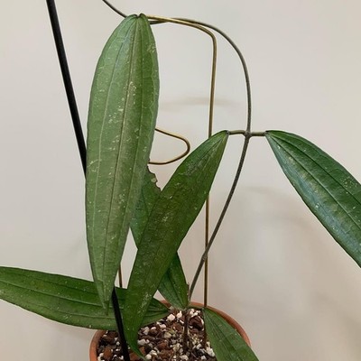 Hoya Rindu Raflesia Rare Tropical Wax Plant