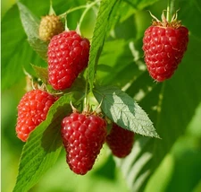 1 - HIMBO TOP Everbearing Live Red Raspberry Plant - 1-2 yr Old - SHIPPING NOW