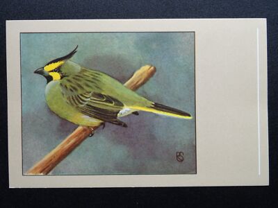 Vogelmotiv GRÜNER KARDINAL um 1950 Postkarte von P. Sluis / Serie 1 Nr.2