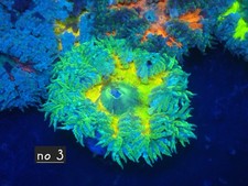 Rock Flower Anenome No 3