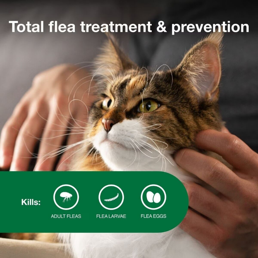 Flea Spot Treatment for Cats Control Prevention Over 9 Lbs, 6 Doses eBay