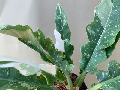 philodendron baudoense Philodendron baudoense 'Amazonas'