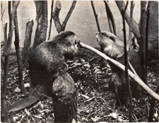 Postcard - Beaver Museum of Natural History, The University of Iowa.