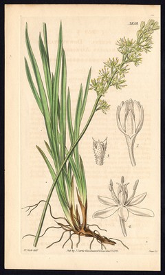 Seltener antiker botanischer Druck-KÜSTENFALSCHES ASPHODEL-TOFIELDIA-Curtis-Schwan-1841