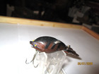 ARBOGASTS  (MUD BUG) — photo 3