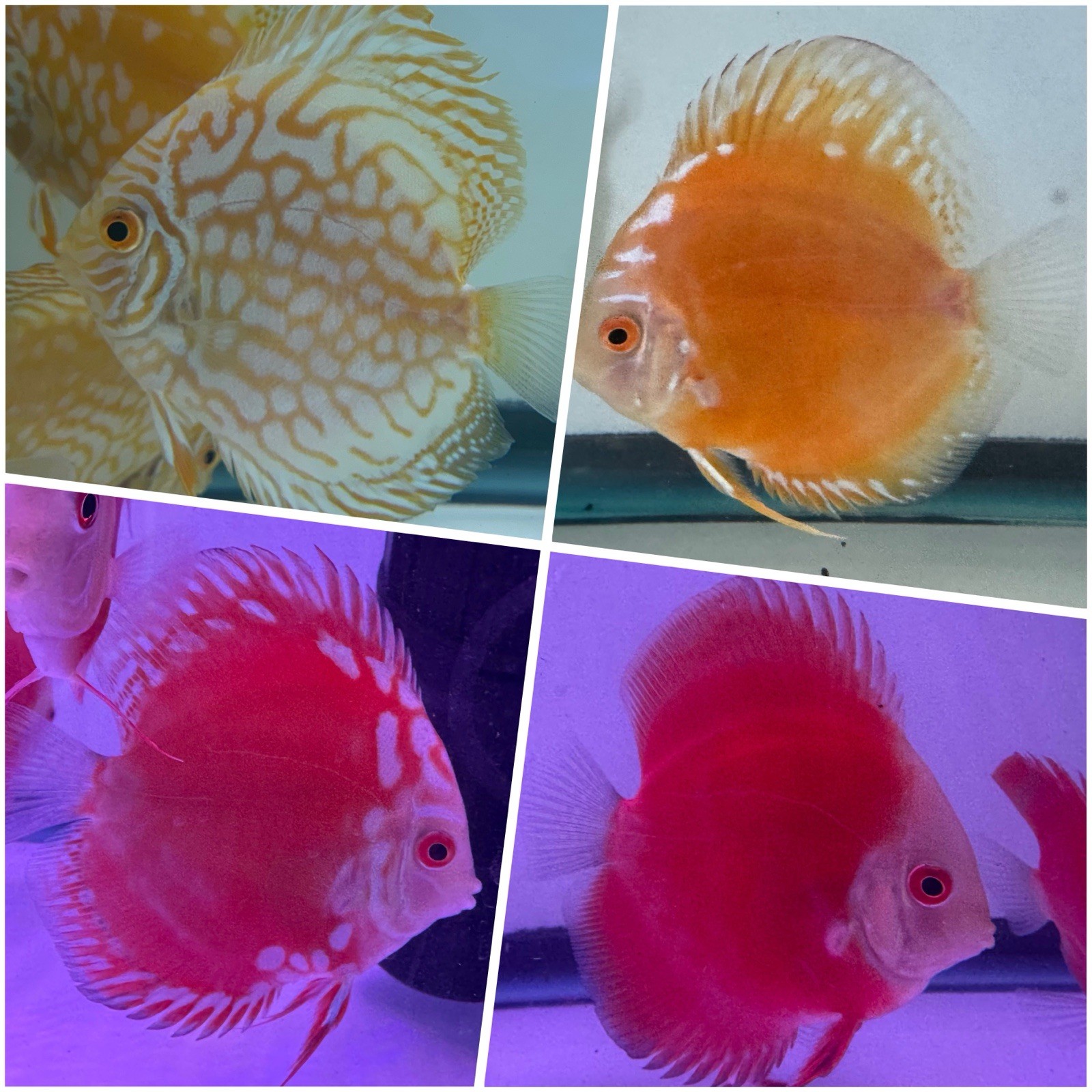 Live Discus Pack 4 Live Discus Fish 3.5