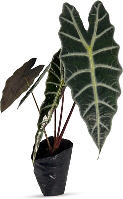Alocasia Amazonica LEAL PLANTS ECUADOR Elephant Ear Plant Live Indoor  Houseplant | eBay