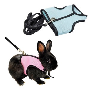 rabbit lead and harness