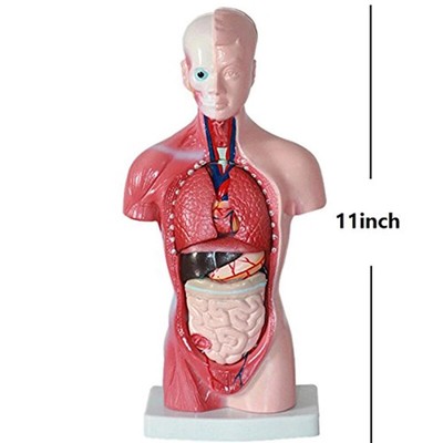 Unisex Human Torso Body Anatomy Anatomical Model Internal Organs Skeleton System
