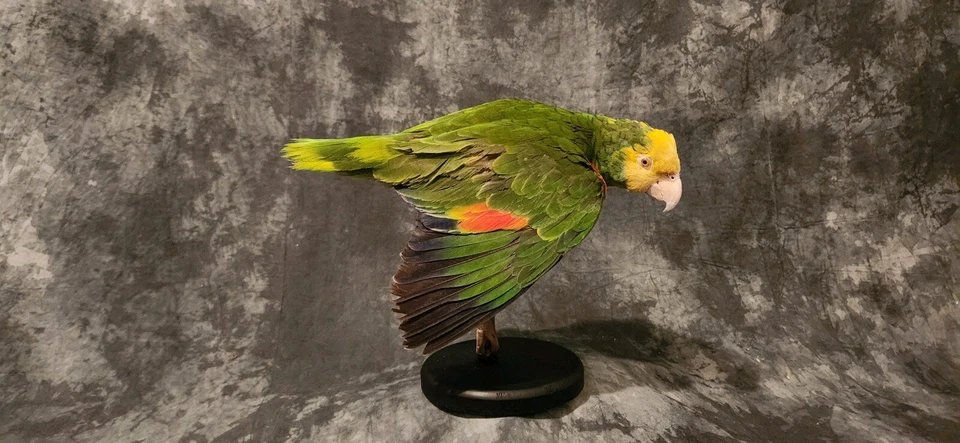 Montaje de taxidermia de loro amazónico con frente turquesa Foto 2 de 4
